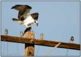 Osprey with his dinner