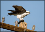 Osprey with his dinner