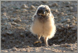 baby owl