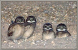 baby burrowing owls
