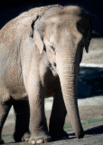 WAP Elephant
