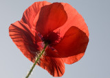 Red Poppy