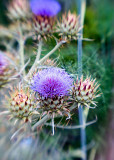 Thistles