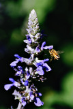 Garden Bees #4