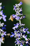 Garden Bees #3