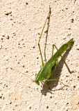 Bug on a Wall