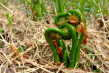 DSCF3427.JPG  Fiddlehead