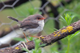 Fairy Wren