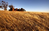 Abandoned Harvest