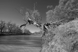 Darling River Gum