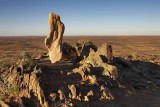 Living Desert Sculptures