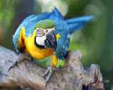 The Real MaCaw