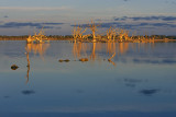Lake Bonney Reflections_11_web.jpg