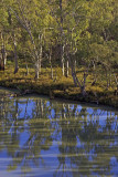 Murray River Paringa_2_web.jpg