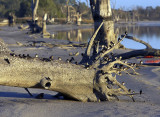 The Swallow Stump_web.jpg