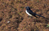Willy Wag Tail_web.jpg