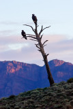 Bunyeroo Valley Wedge Tail Eagles