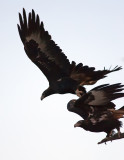 Wedgtail Eagles