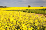 More Concordia Canola.