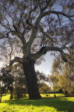 River Red Gum