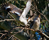 Kookaburras