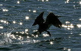 The Take Off.jpg
