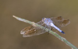 Dragon Fly