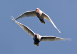 Corellas