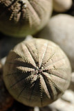 Not A Sand Dollar