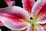 Watermellon Flower