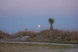 Moon&Tree.jpg