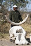 An elephant skull and tusk