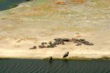 A large herd of hippos sunbathing