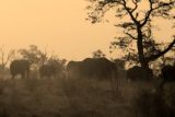 At dusk, even elephants seem to blend into the bush.