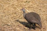 A Guineafowl