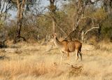 A female Greater Kudu