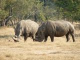 *The only pair of White Rhinos in Zambia