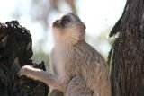 Vervet monkeys encountered on the way to camp