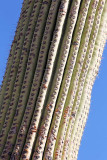 071_Tucson.JPG