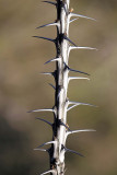 088_Tucson.JPG