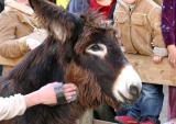 There were rel donkeys too 4690