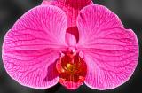 Orchid