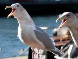 Synchronized squawking