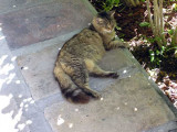 One of the Famous Cats at Hemingways House
