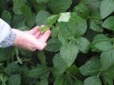 Crops were still growing in what was suppose to be the camping area