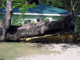 Tree Crushed School Bus During Hurricane