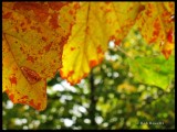autumn leaves (first one)