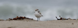Snowy Plover and surf