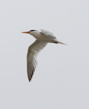 Forsters(?) Tern flying