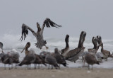 Brown Pelican landing